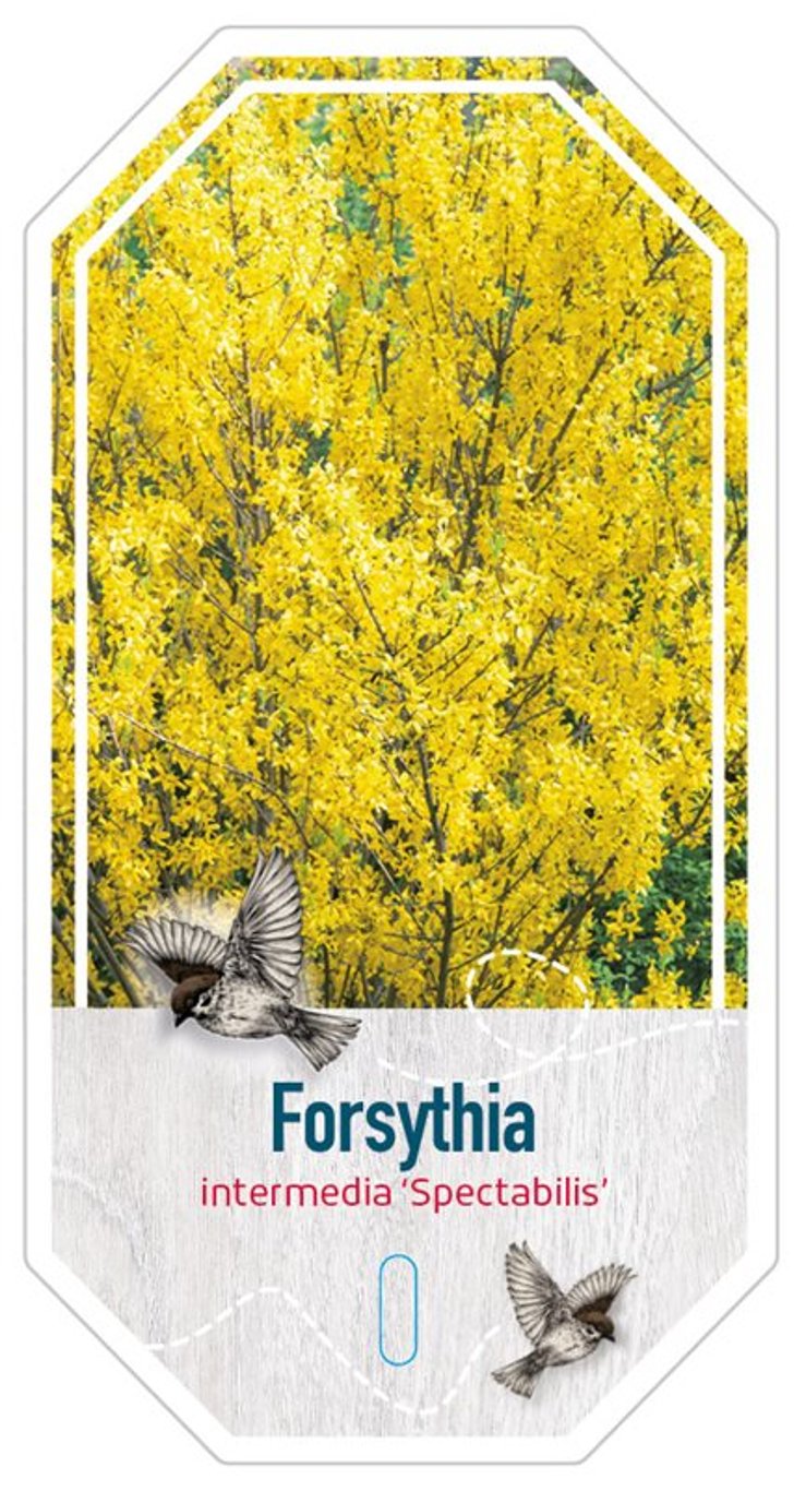 Forsythia int. 'Spectabilis' - C3 40-60 CM